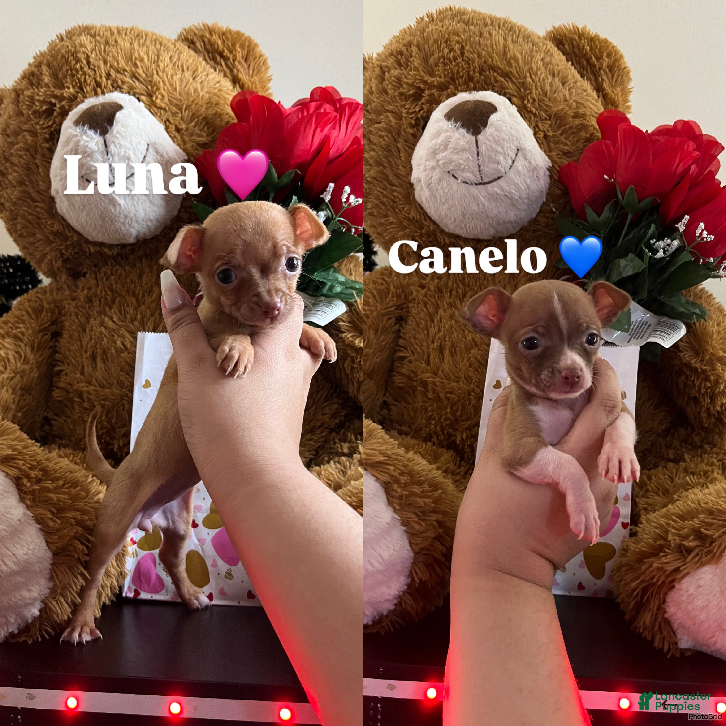 Chihuahua dogs Luna and canelo  - Ad 28