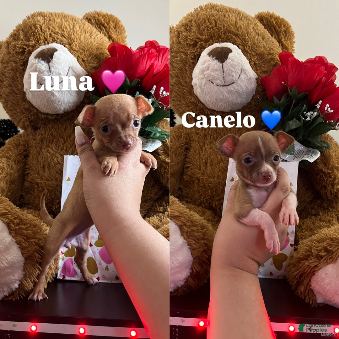 Chihuahua dogs for sale: Luna and canelo  - Ad 1