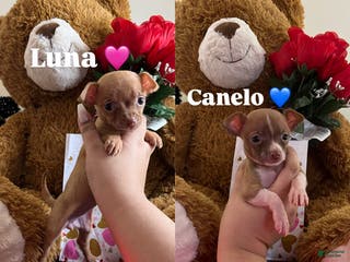 Chihuahua dogs Luna and canelo - Ad 28