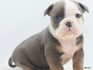 Mixed Breed dogs Duke mini bulldog - Ad 16