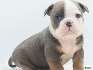 Mixed Breed dogs Duke mini bulldog - Ad 41