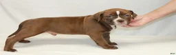 American Bully dogs for sale: American Bully male - Ad 3