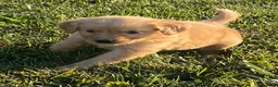 Golden Retriever dogs for sale: Golden Retriever 1 - Ad 1