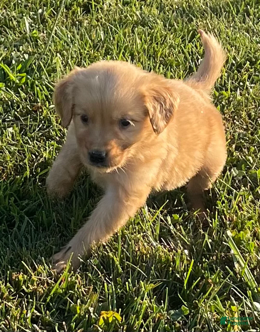 Golden Retriever dogs for sale: Golden Retriever 1 - Ad 1