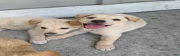Mixed Breed dogs for sale: Mixed Breed Puppy 7 - Ad 20