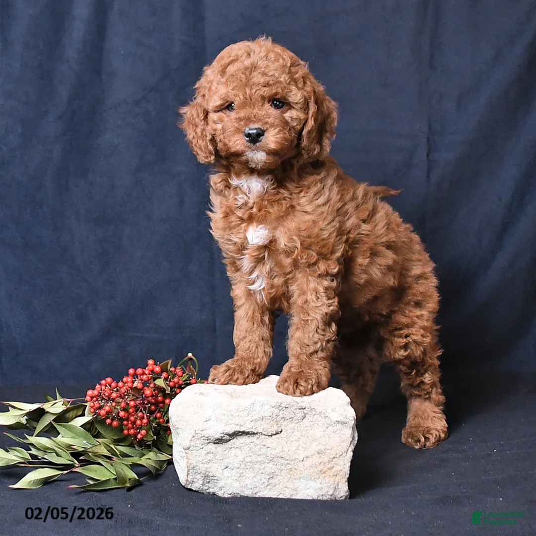 Miniature Poodle dogs for sale: Owen - Ad 4