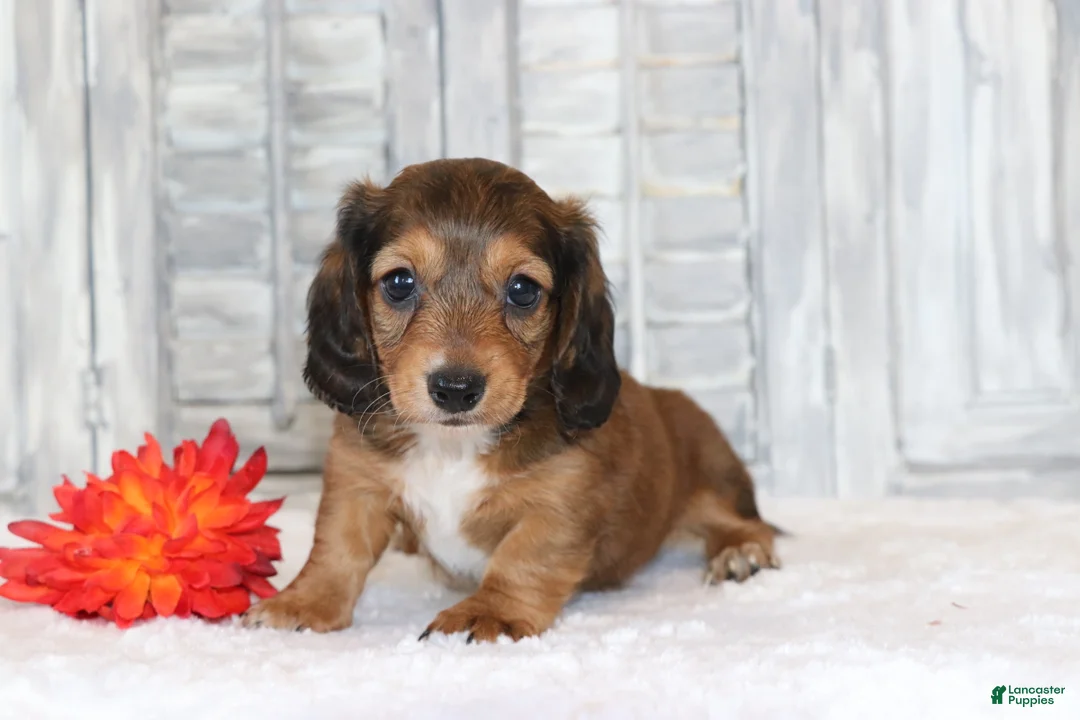 Miniature Dachshund dogs for sale: Rocco  - Ad 1