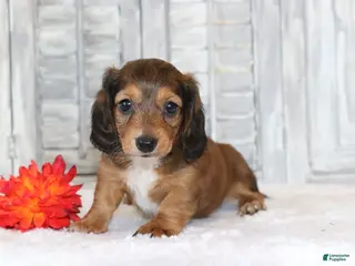 Miniature Dachshund dogs for sale: Rocco - Ad 4