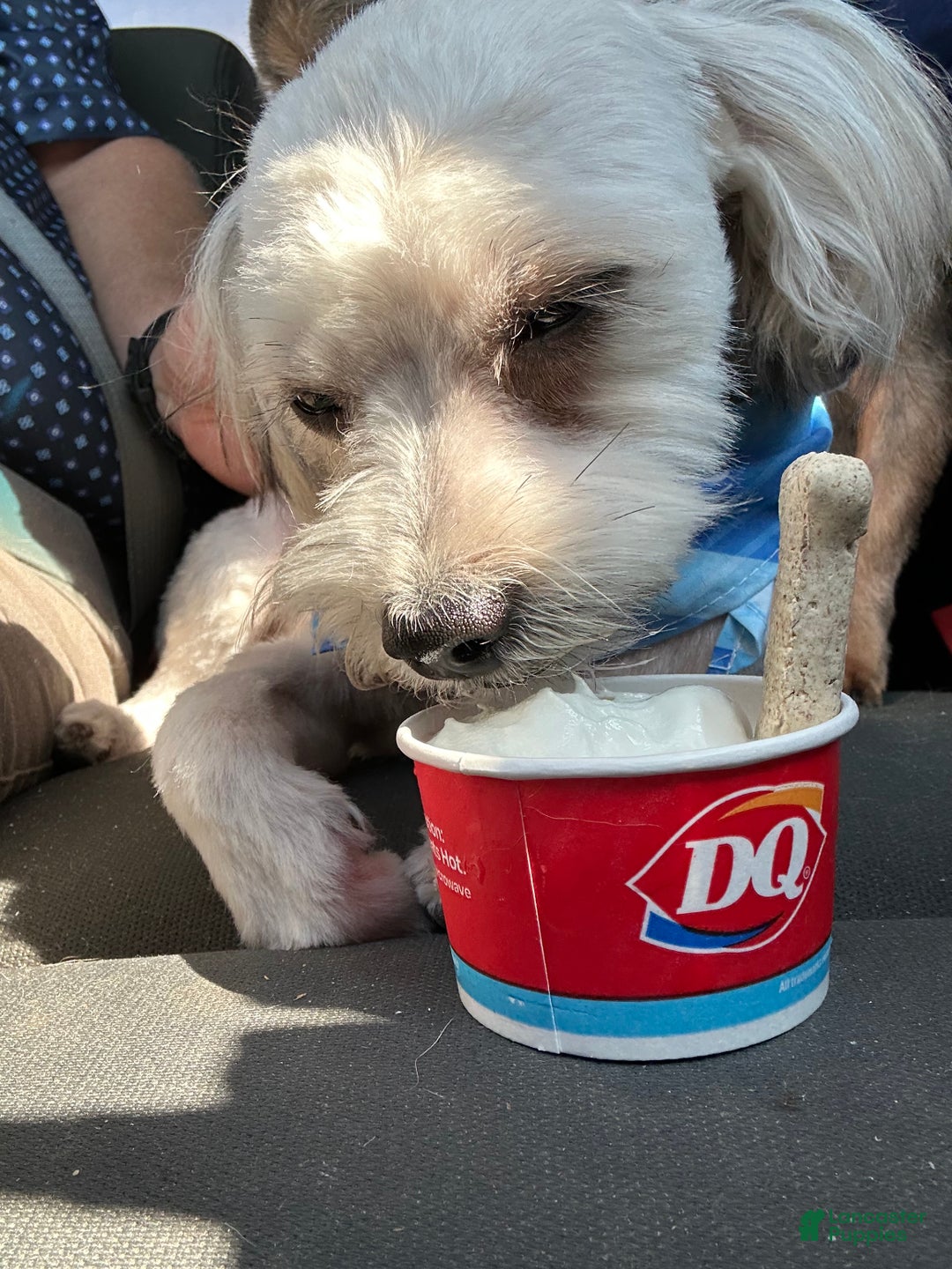 Yorkiepoo dogs for sale: Gilbert - Ad 18