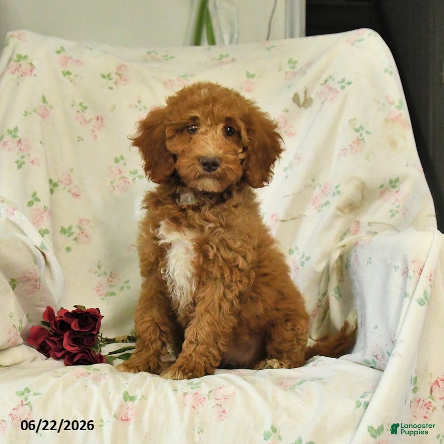 Mini Goldendoodle dogs Monica - Ad 1