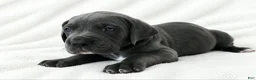 Great Dane dogs for sale: Carver  - Ad 3