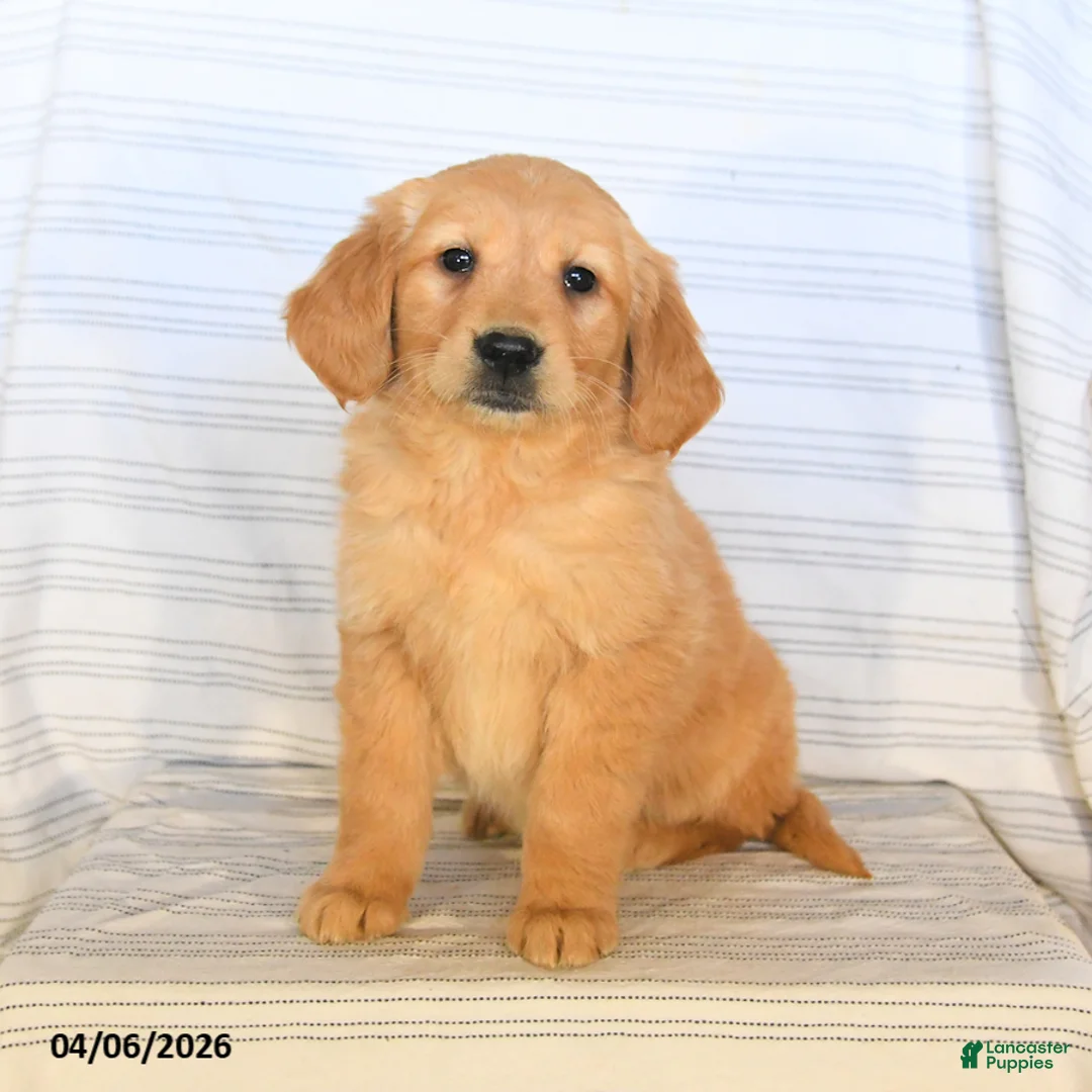 Golden Retriever dogs for sale: Barbie - Ad 2