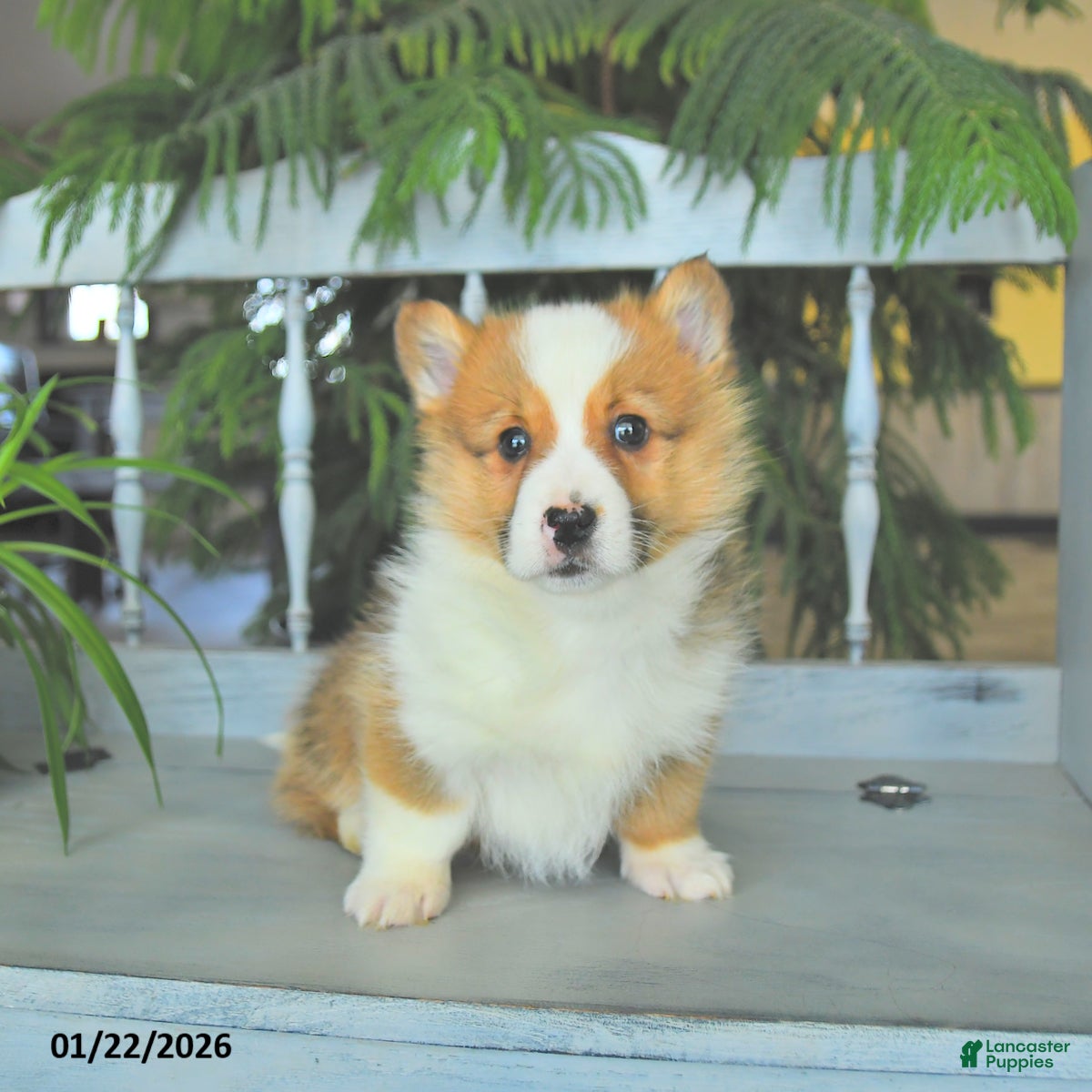 Welsh Corgi Pembroke dogs Eldon  - Ad 9