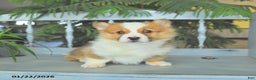 Welsh Corgi Pembroke dogs for sale: Eldon  - Ad 1