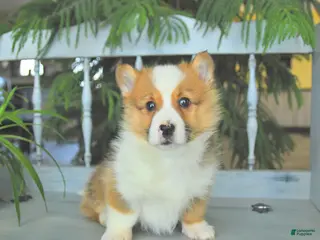 Welsh Corgi Pembroke dogs Eldon - Ad 31