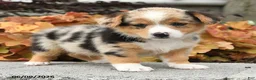 Mixed Breed dogs for sale: Nash - Ad 3