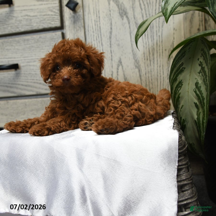 Shihpoo dogs Hadley - Ad 2