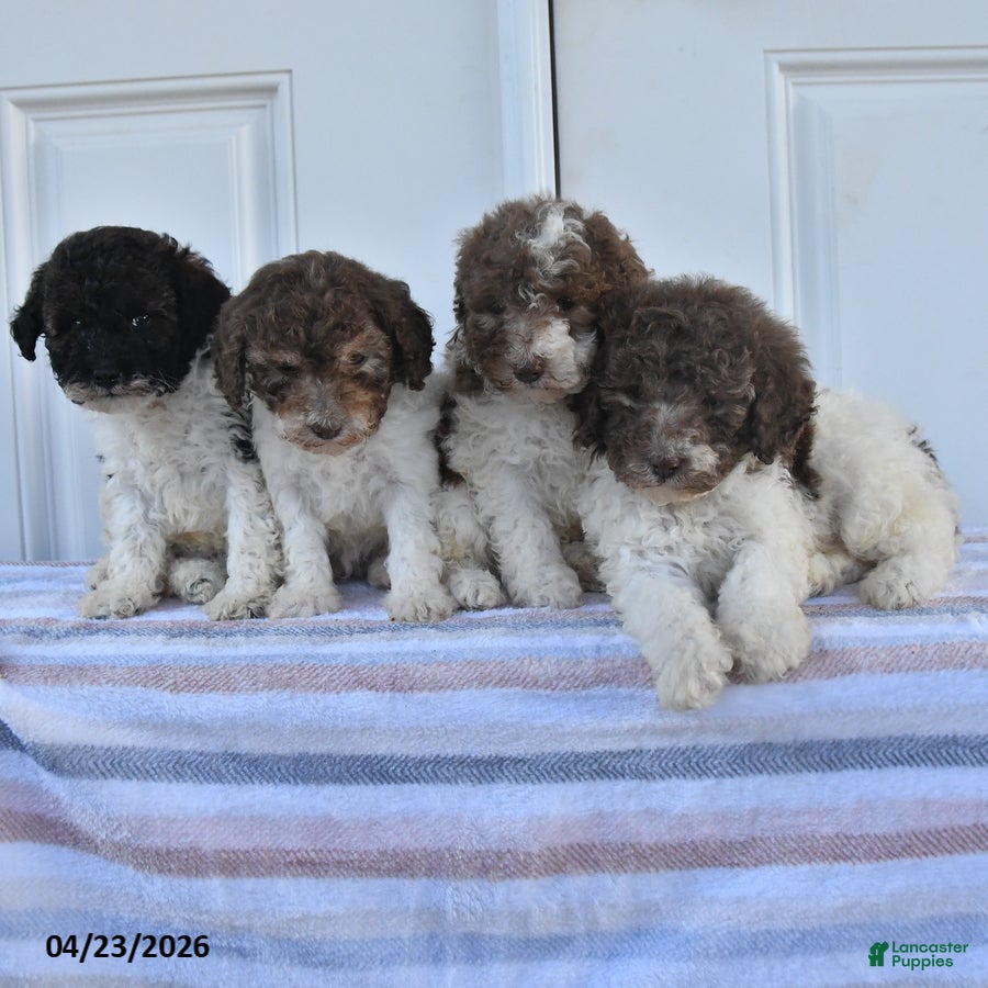 Miniature Poodle dogs Abel - Ad 2