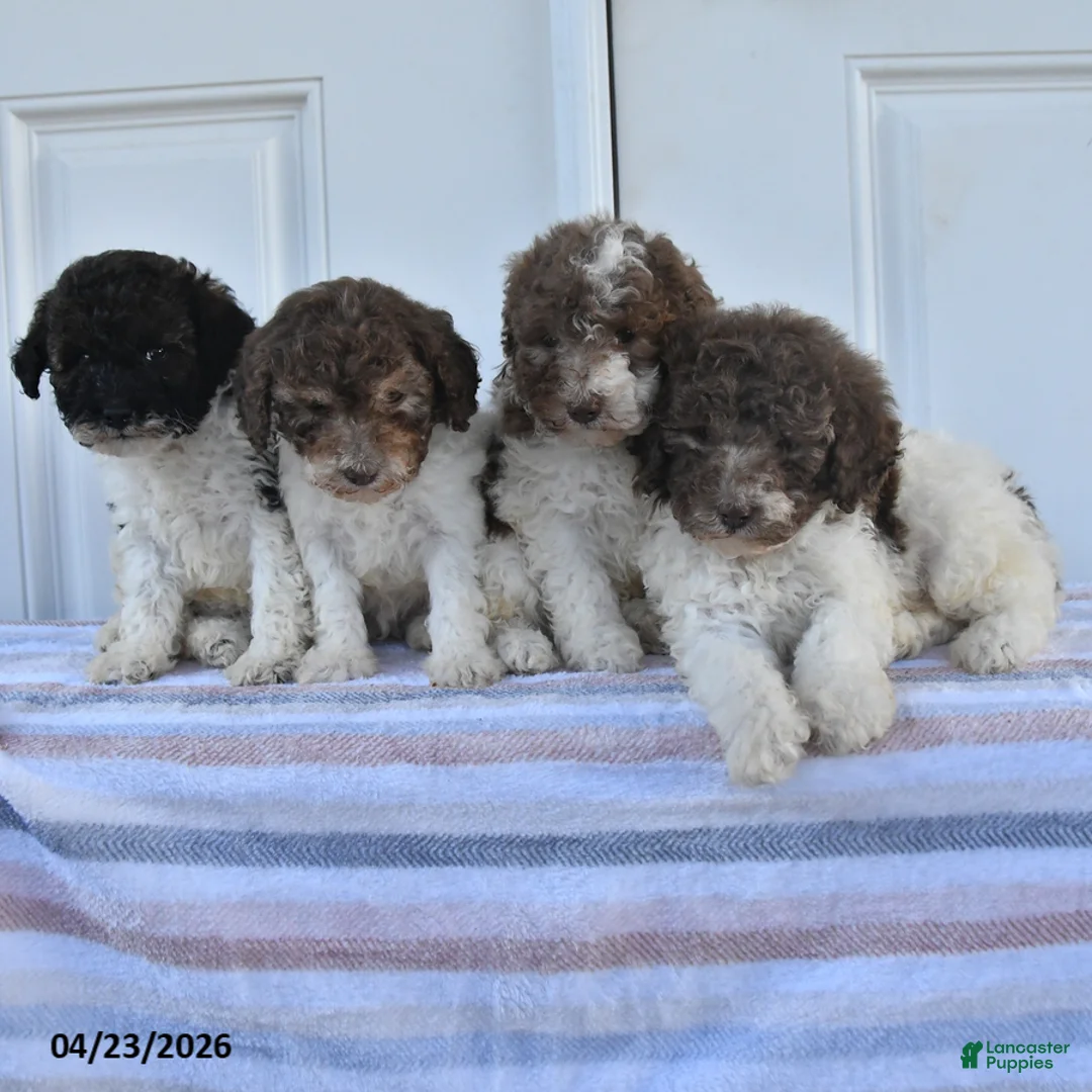 Miniature Poodle dogs for sale: Abel - Ad 2