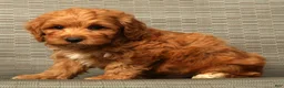 Cockapoo dogs for sale: Asher - Ad 8