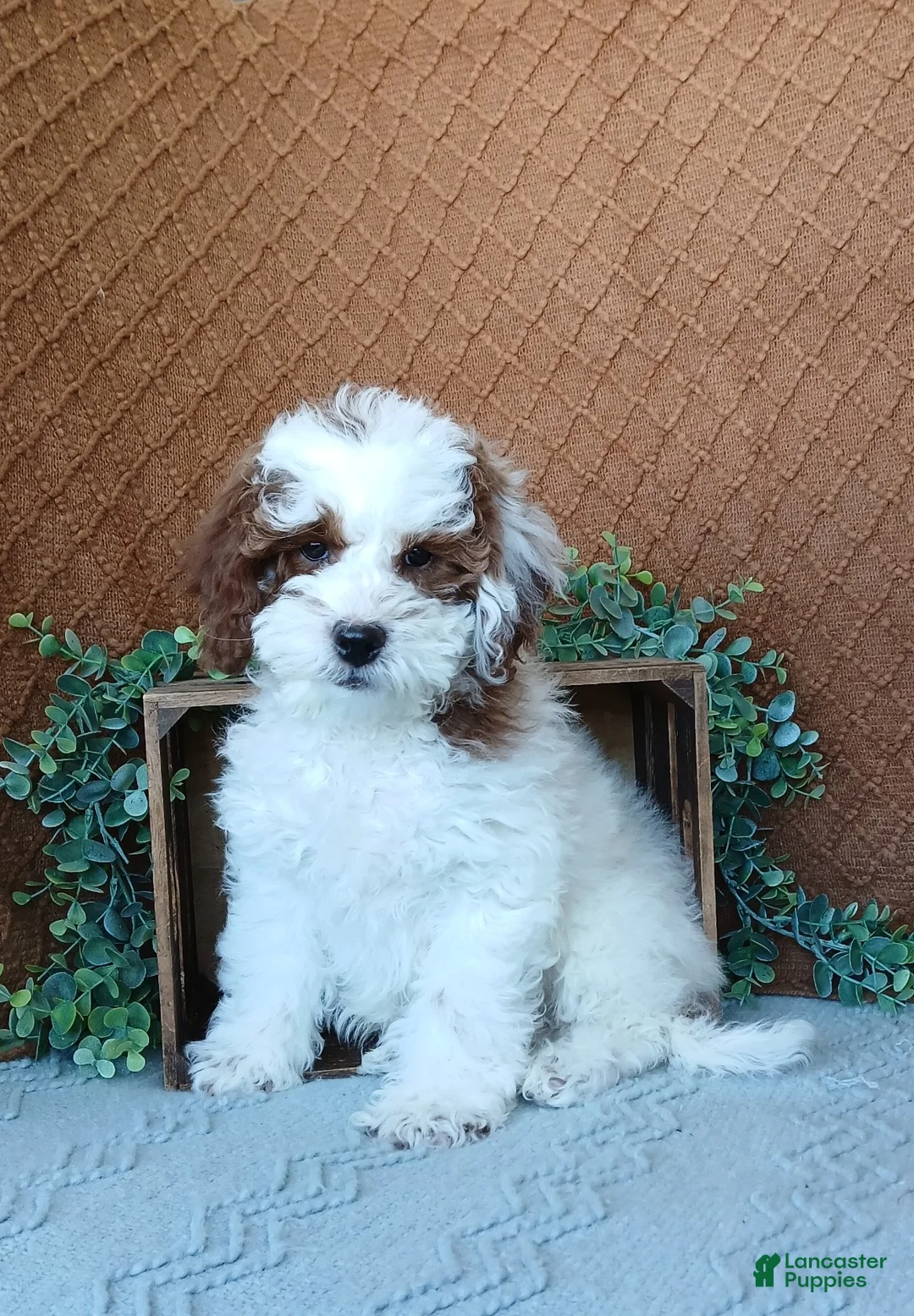Cavapoo dogs for sale: Smokey  - Ad 1