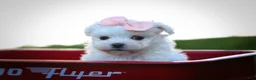 Maltese dogs for sale: Melodie 💕  - Ad 8