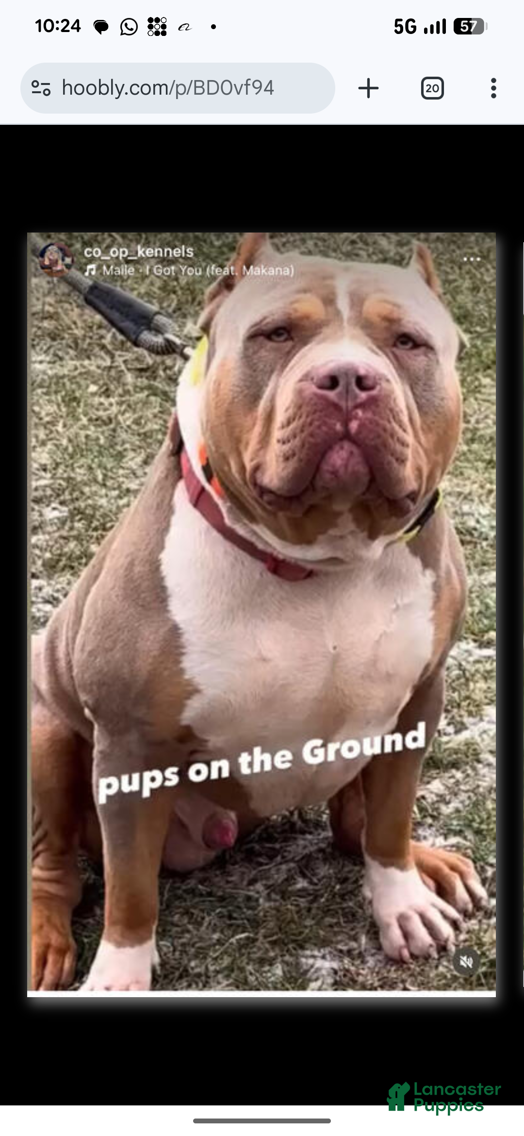 American Bully dogs for sale: Classic  - Ad 18