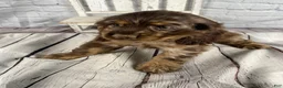 Cocker Spaniel dogs for sale: Pebbles - Ad 9