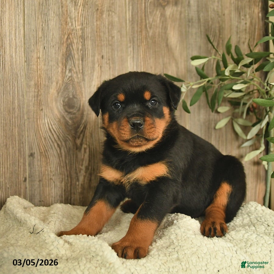 Rottweiler dogs Ladybug - Ad 1