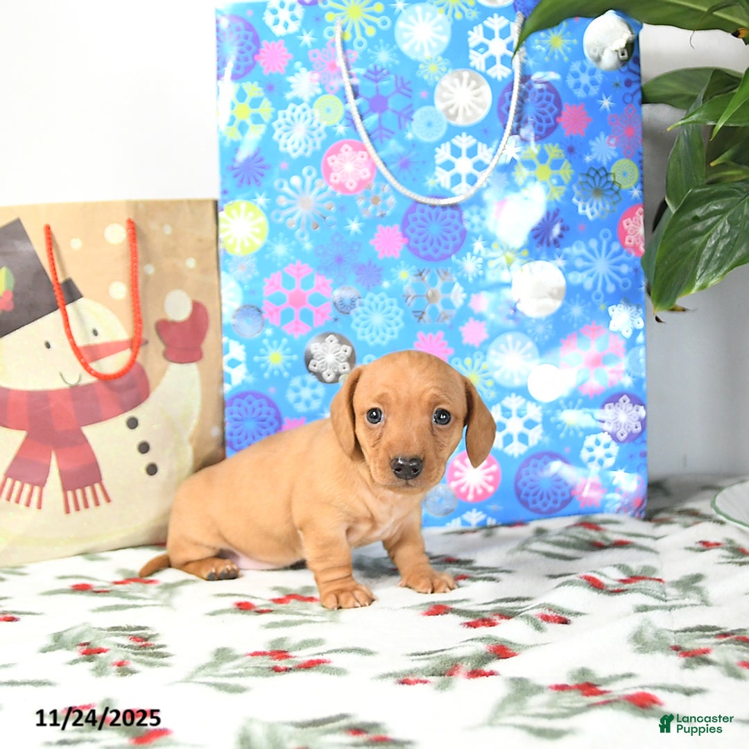Miniature Dachshund dogs for sale: Lucy - Ad 5