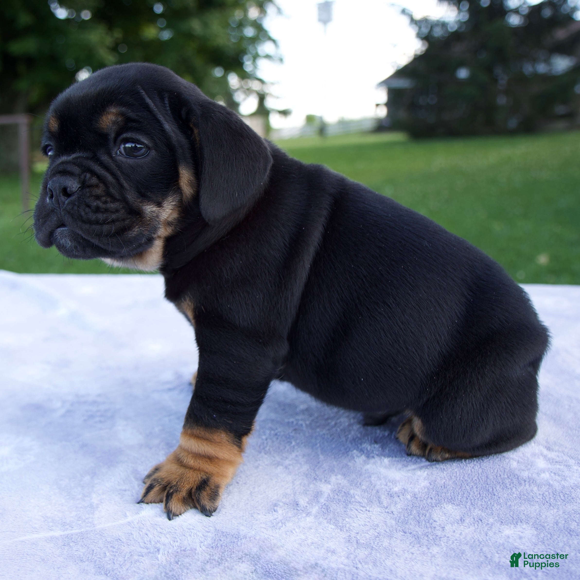 Beabull dogs Hugo - Ad 2
