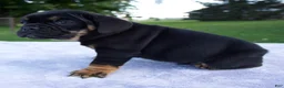Beabull dogs for sale: Hugo - Ad 2