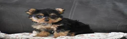 Yorkshire Terrier dogs for sale: Fairy - Ad 4