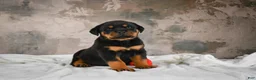 Rottweiler dogs for sale:  Callie 🌸 - Ad 6