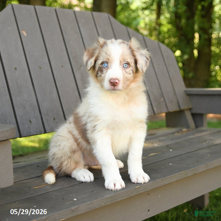 Border Collie dogs Monty - Ad 1