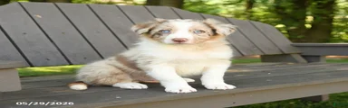 Monty