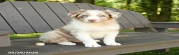 Border Collie dogs for sale: Monty - Ad 1