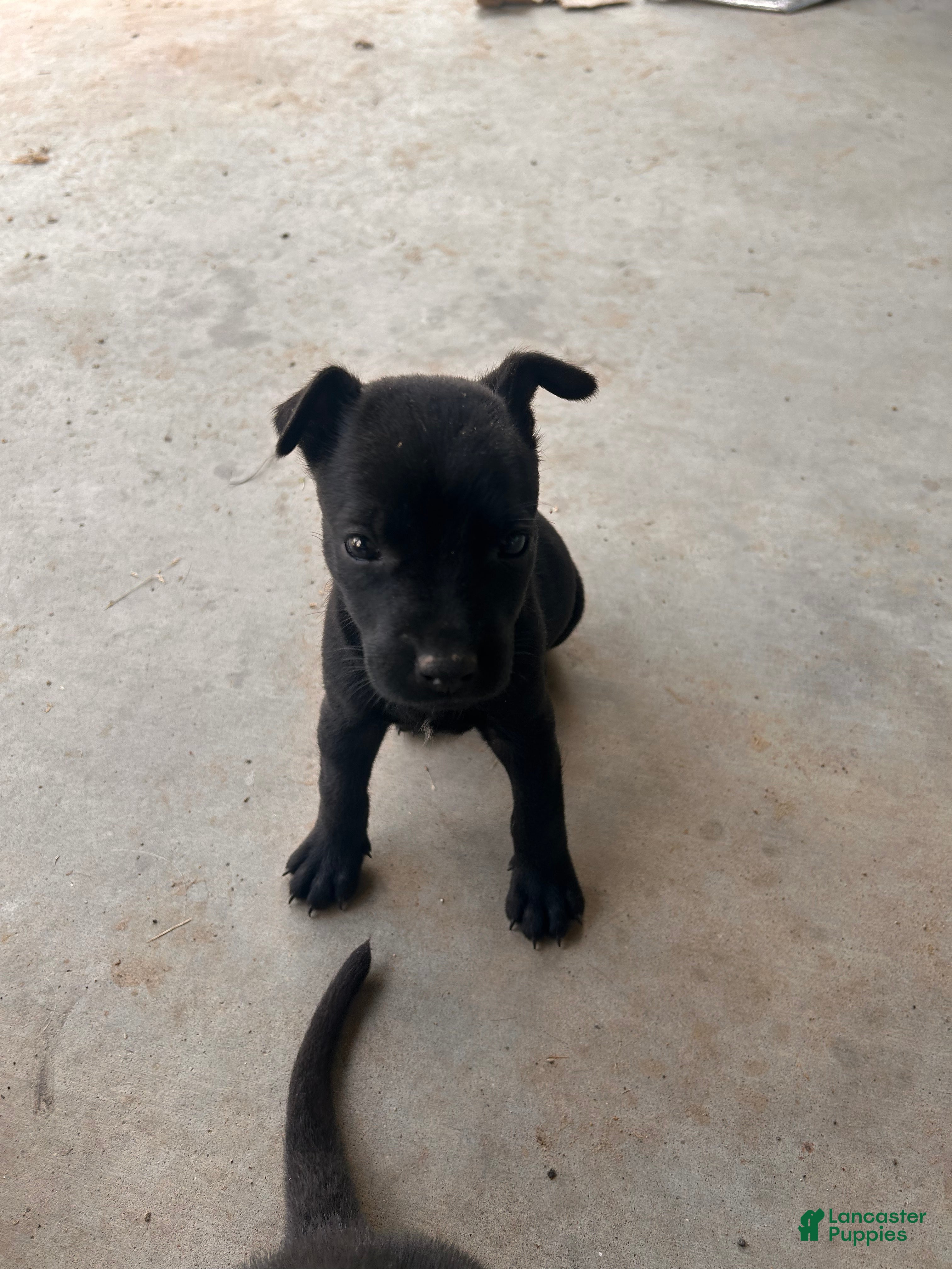 Mixed Breed dogs Mixed Breed Puppy 6 - Ad 1