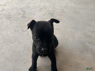 Mixed Breed dogs for sale: Mixed Breed Puppy 6 - Ad 4