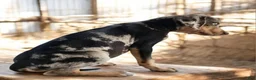 Catahoula Leopard Dog dogs for sale: Jesse 2026 M1 - Ad 6