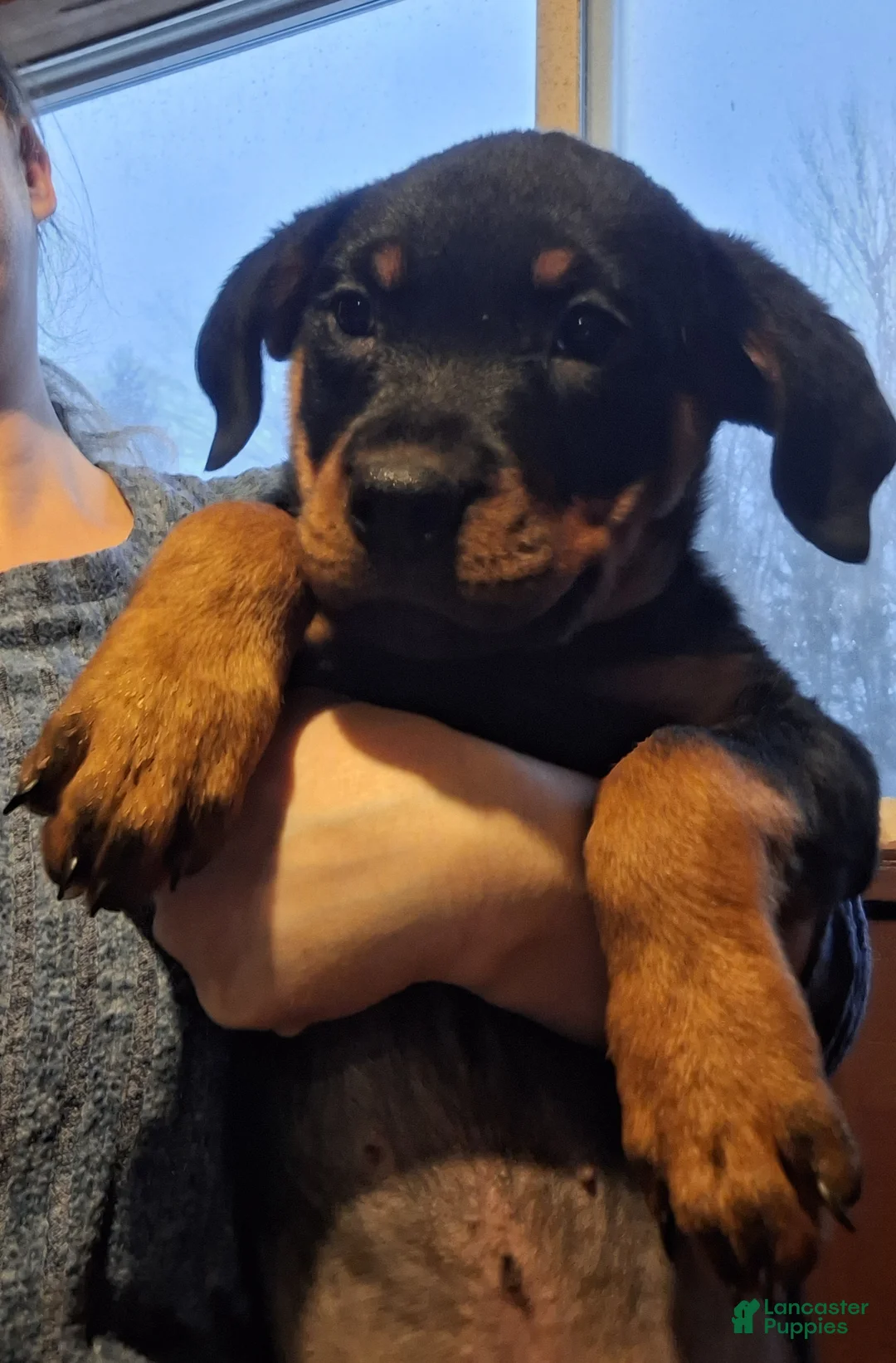 Rottweiler dogs for sale: Rottweiler Puppy 3 - Ad 2