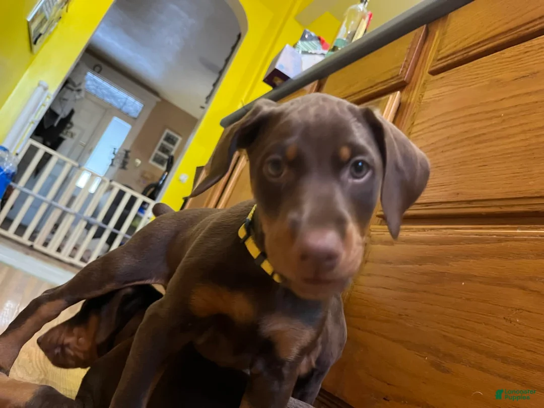 Gallery Image {{count}}