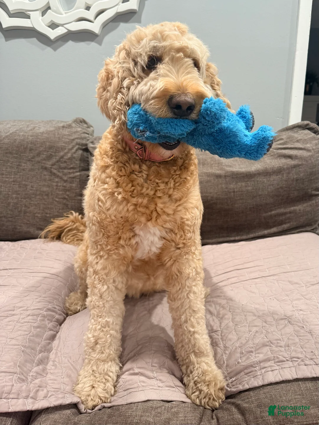 Goldendoodle dogs for sale: Purple Girl - Ad 2