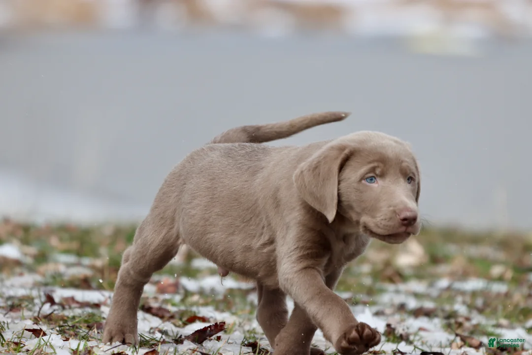 Labrador Retriever dogs for sale: Root Beer  - Ad 2