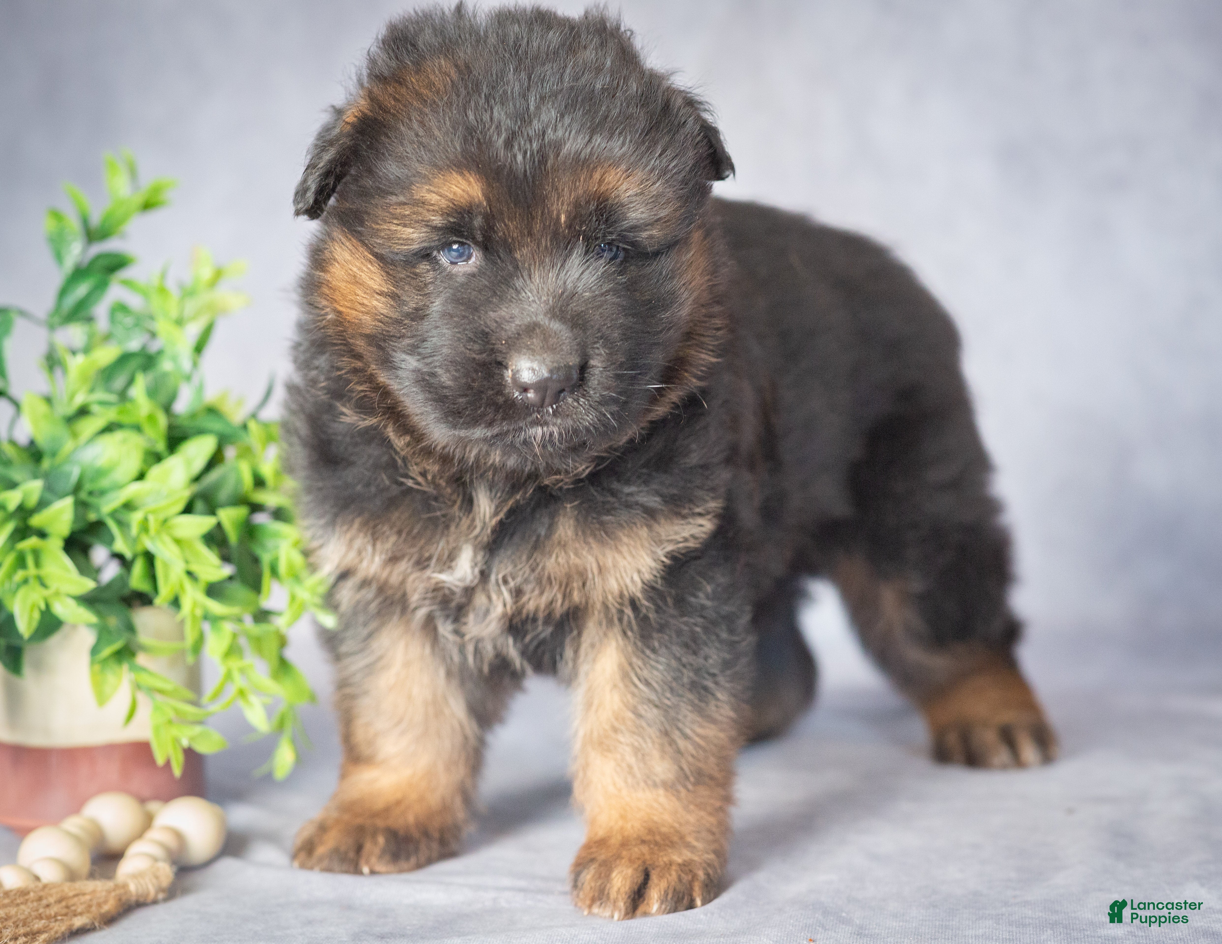 German Shepherd dogs for sale: Bear - Ad 1