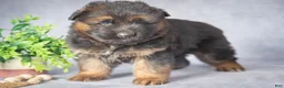 German Shepherd dogs for sale: Bear - Ad 4