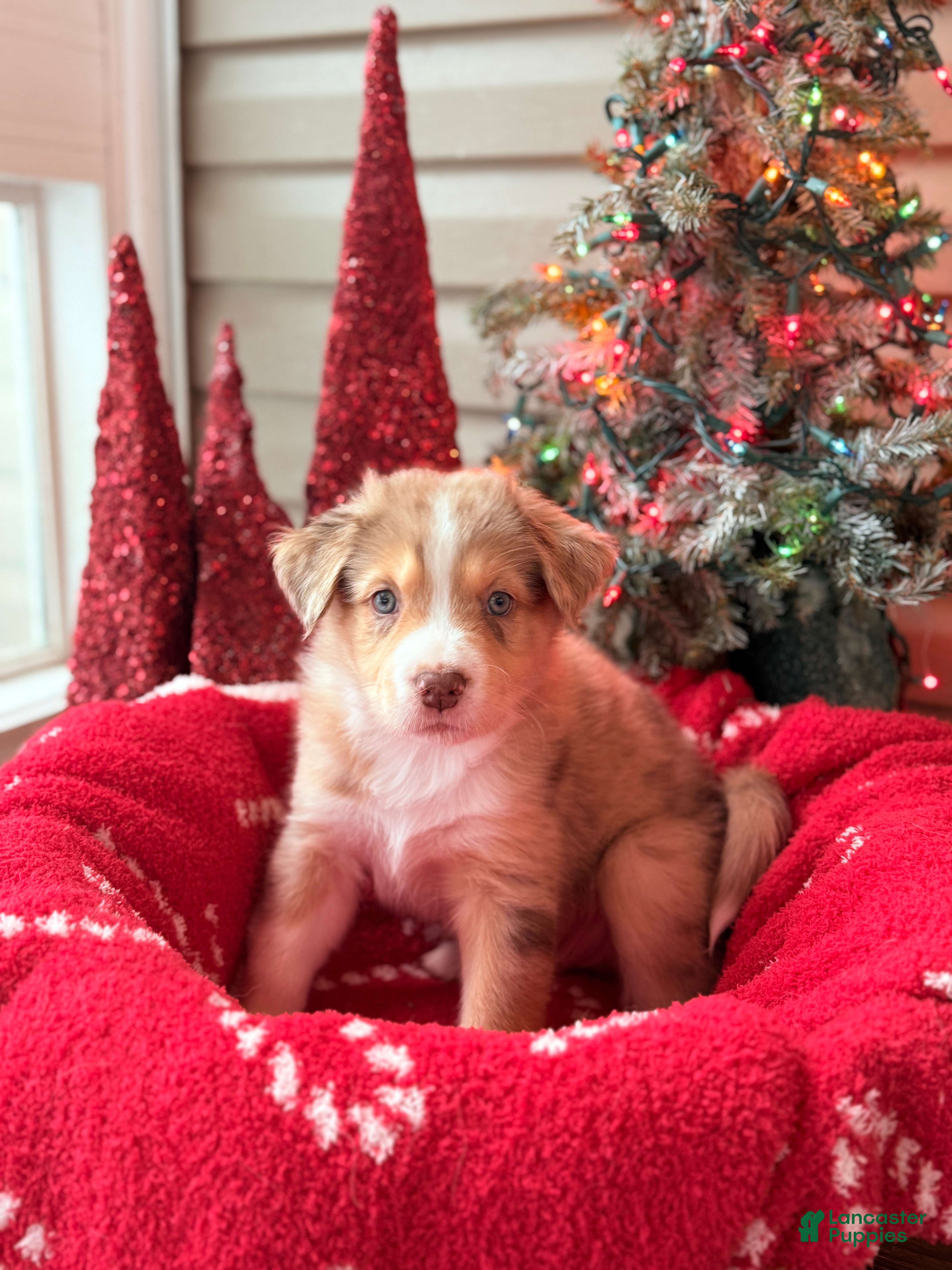 Mixed Breed dogs Rusty - Ad 25