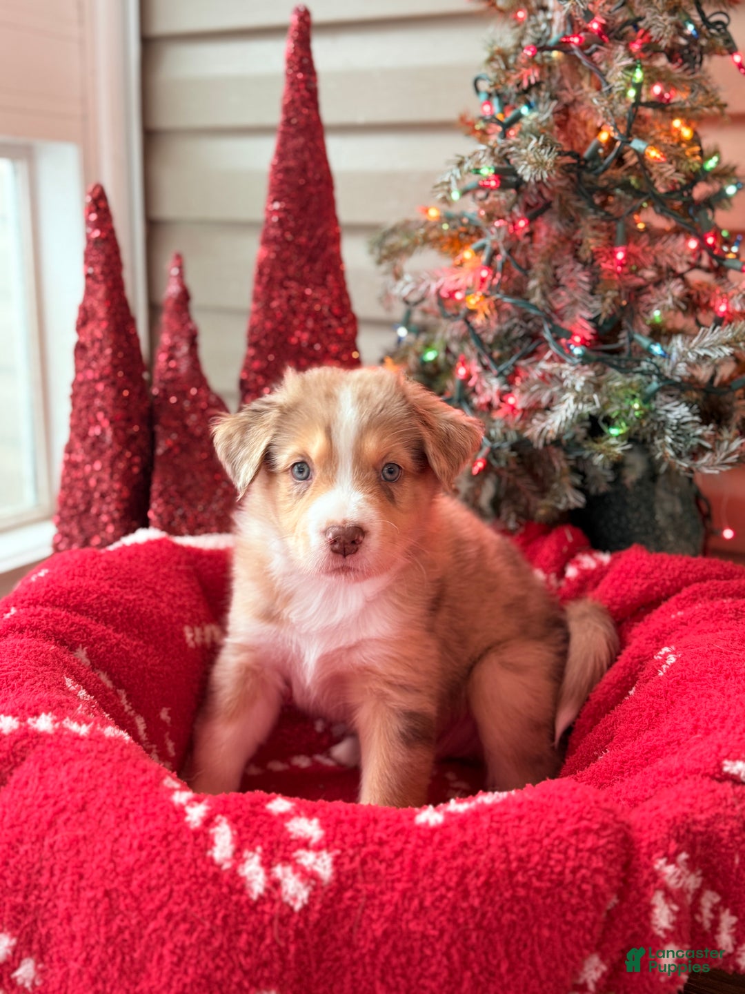 Mixed Breed dogs for sale: Rusty - Ad 1