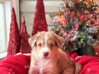 Mixed Breed dogs Rusty - Ad 19