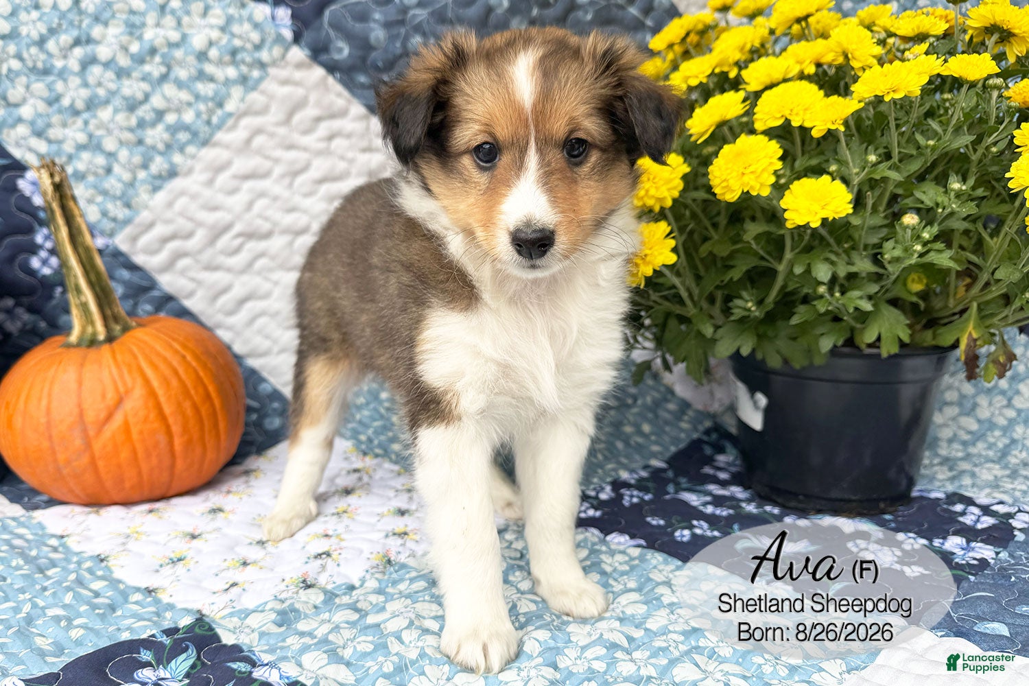 Shetland Sheepdog dogs for sale: Ava - Ad 1